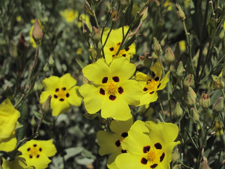 Halimium halimifolium